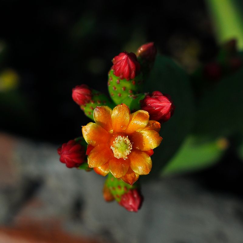 Opuntia inamoena (Tacinga inamoena) close-up flower, different plant