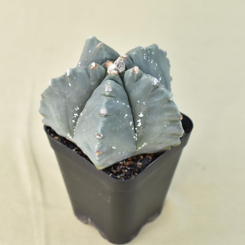 Astrophytum myriostigma NUDUM  cv KIKKO