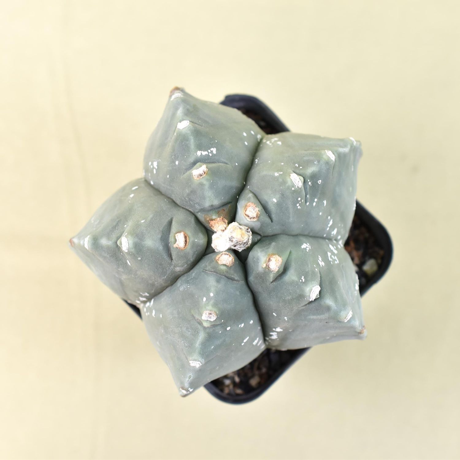 Astrophytum myriostigma NUDUM cv KIKKO Astrophytum myriostigma NUDUM cv KIKKO