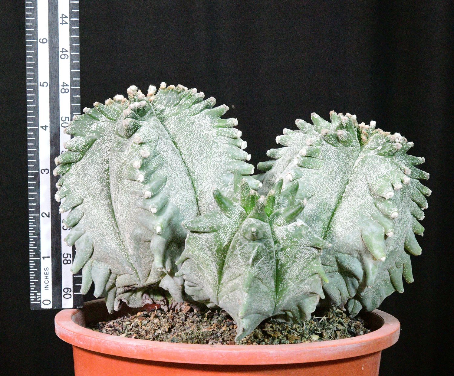 Astrophytum myriostigma cv KIKKO with ruler for size reference