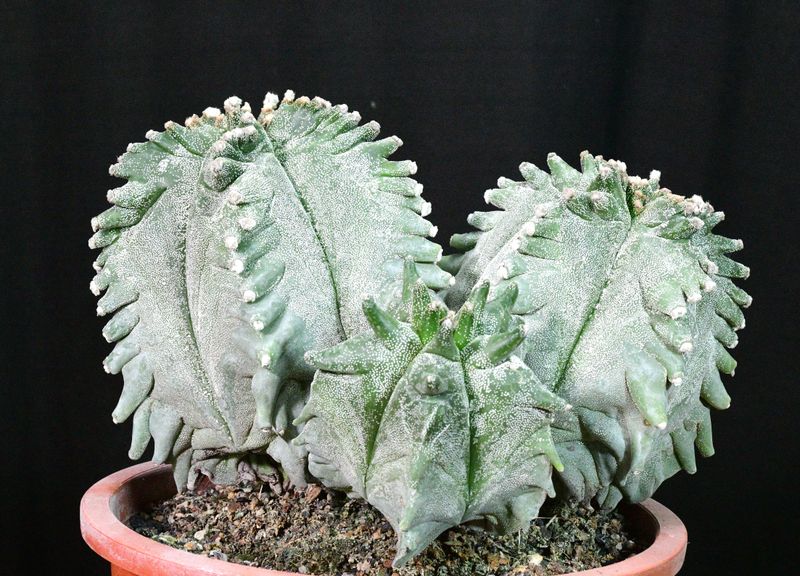 Astrophytum myriostigma cv KIKKO potted specimen three-quarter view