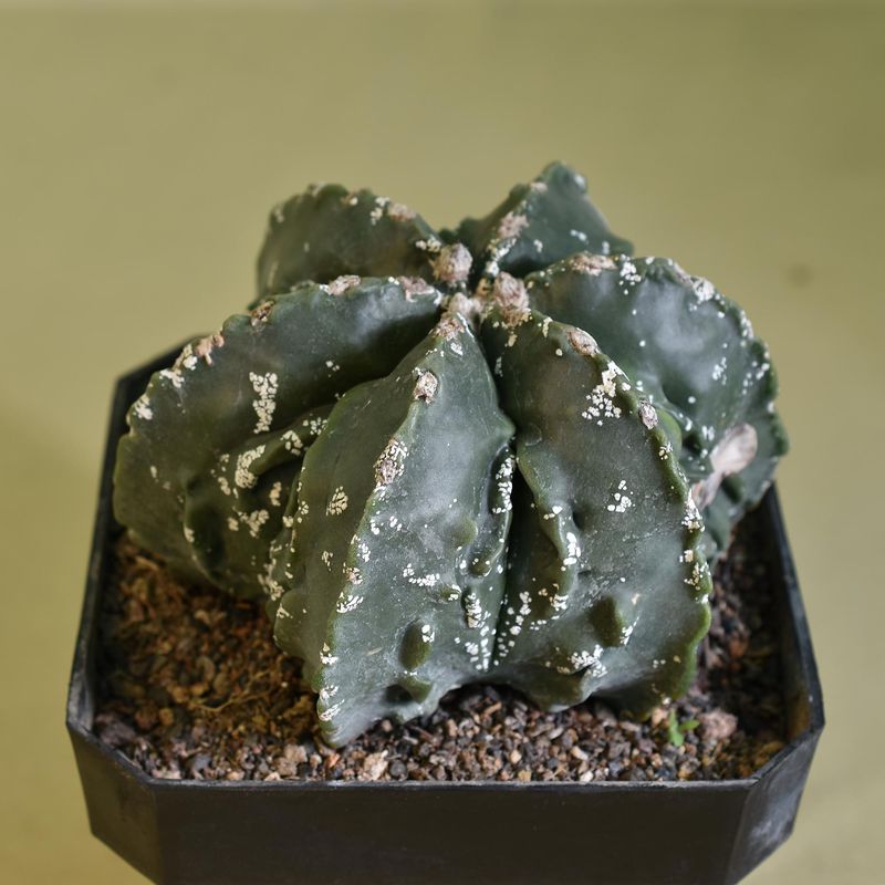 Astrophytum Myriostigma Nudum Cv. Fukuryu