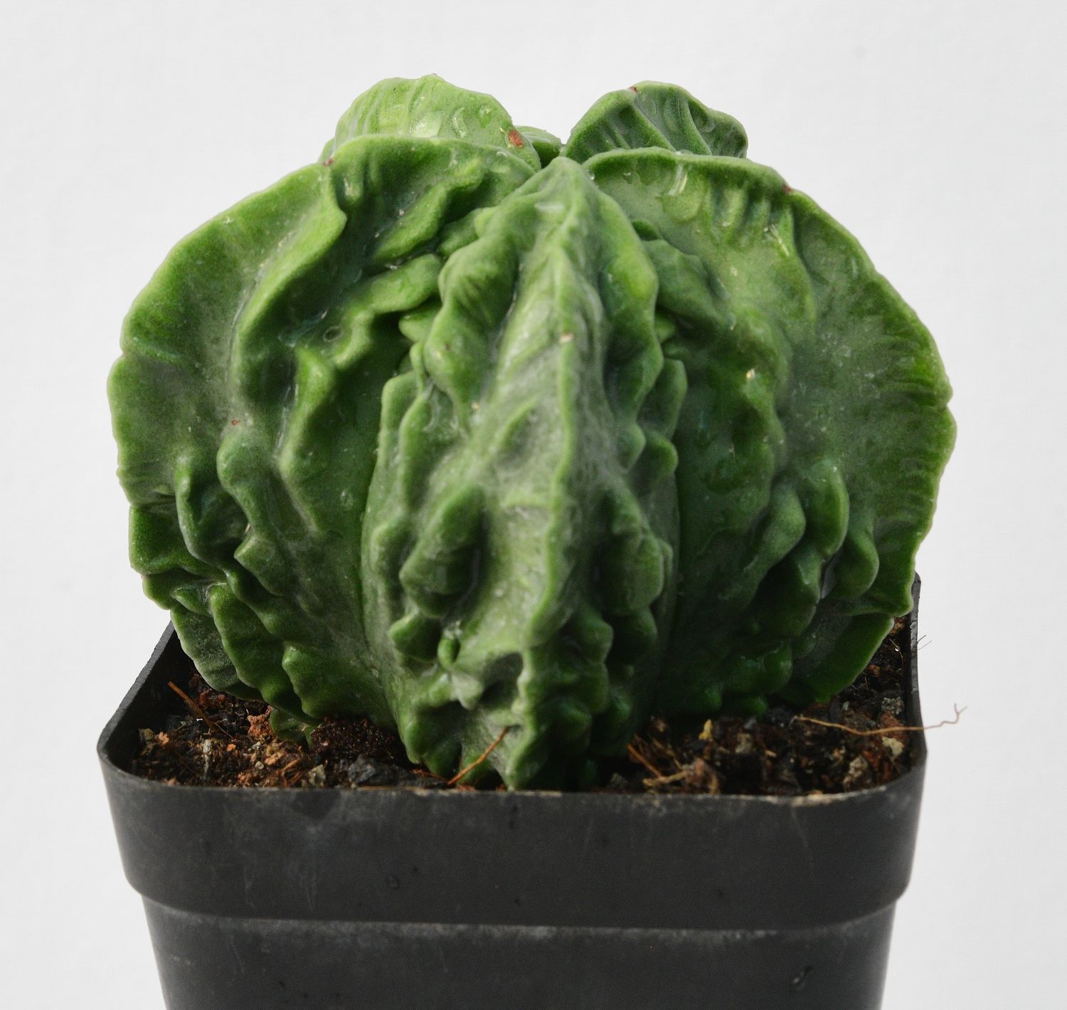 Astrophytum myriostigma Nudum Cv. Fukuryu Astrophytum myriostigma Nudum Cv. Fukuryu