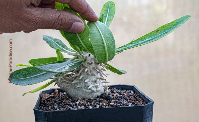 Pachypodium eburneum