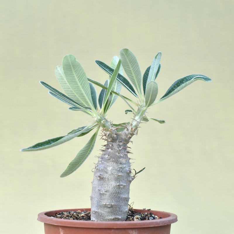 Pachypodium cactipes