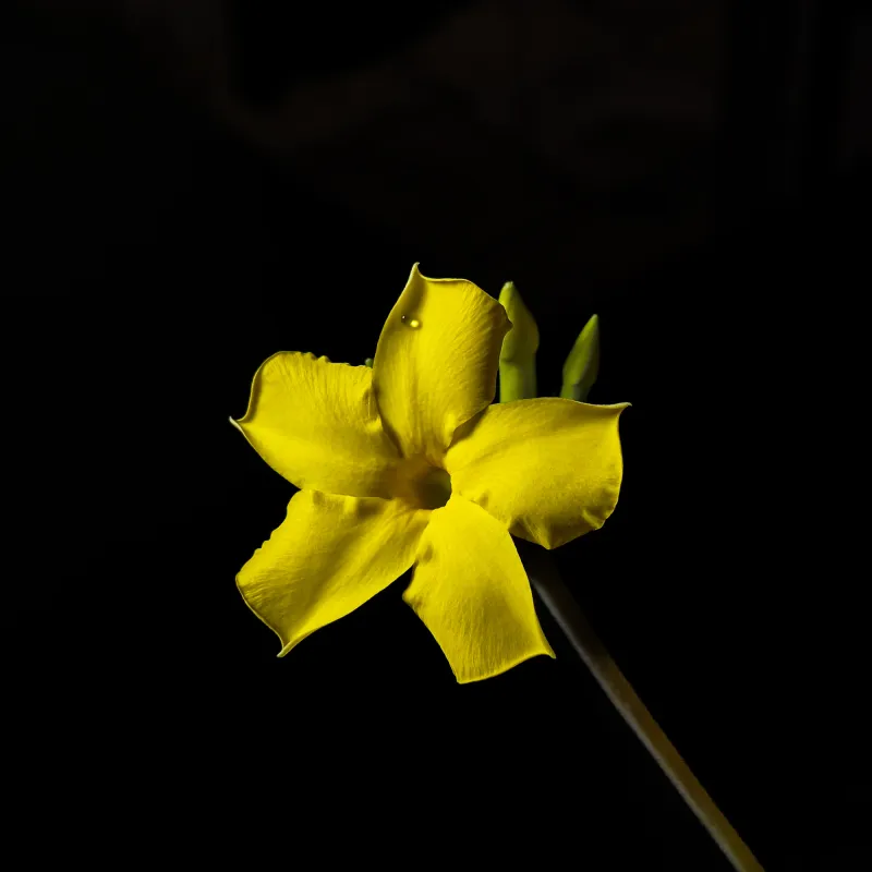 Pachypodium cactipes