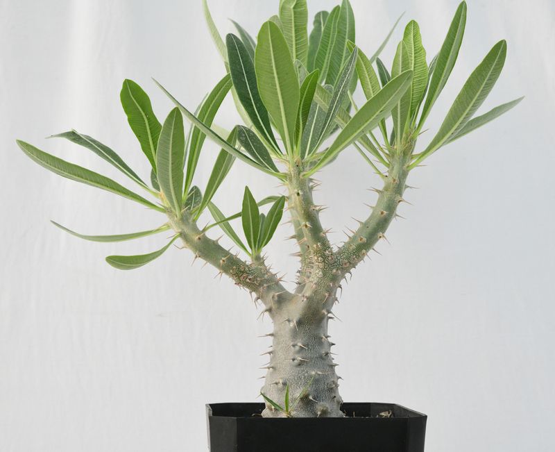 Pachypodium cactipes