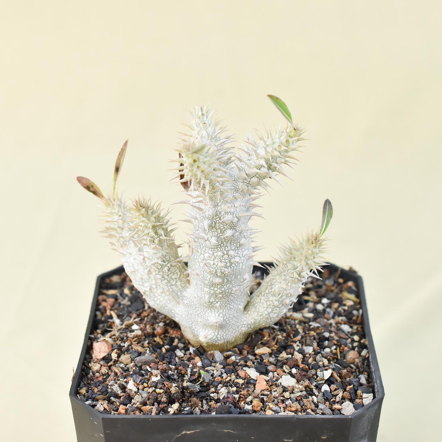 Pachypodium inopinatum