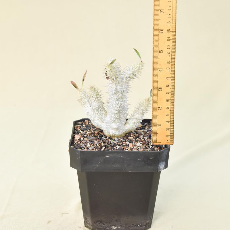 Pachypodium inopinatum