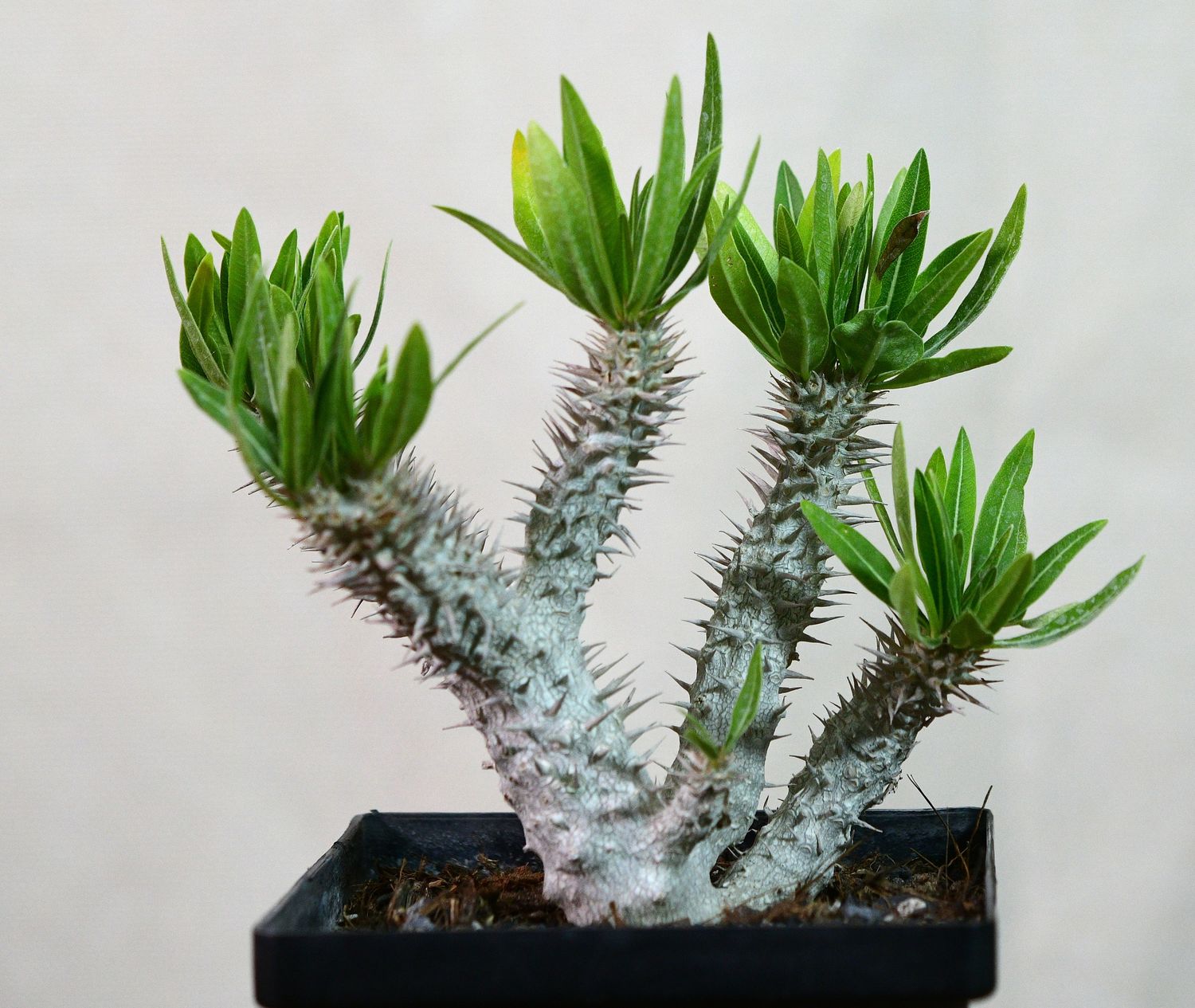 Pachypodium inopinatum Pachypodium inopinatum
