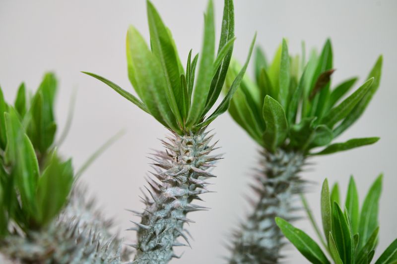 Pachypodium inopinatum