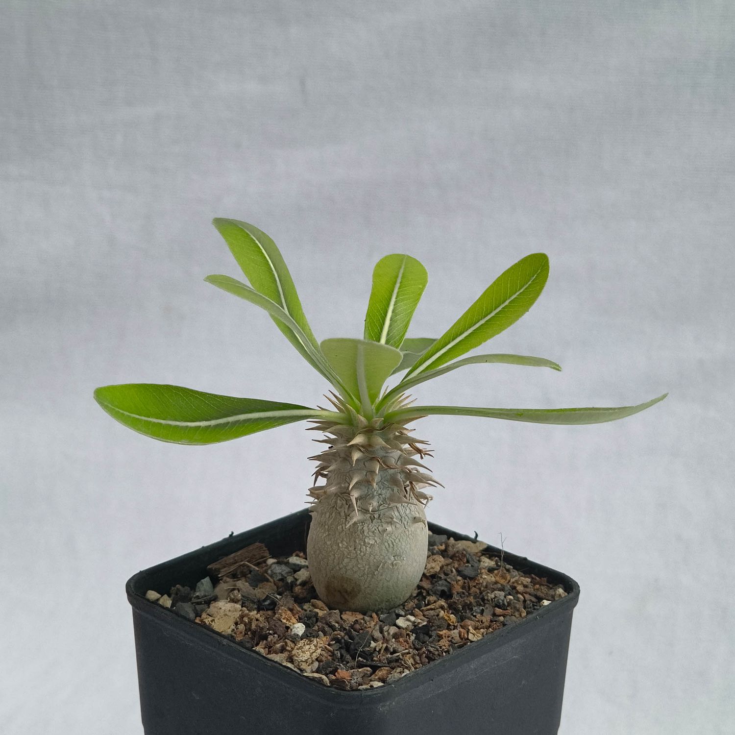 Pachypodium densiflorum var. brevicalyx