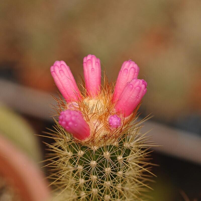 Arrojadoa rhodantha close-up of crown flowering with pink blooms