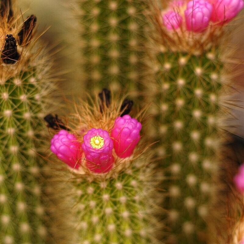 Arrojadoa Rhodantha with Pink Flowers