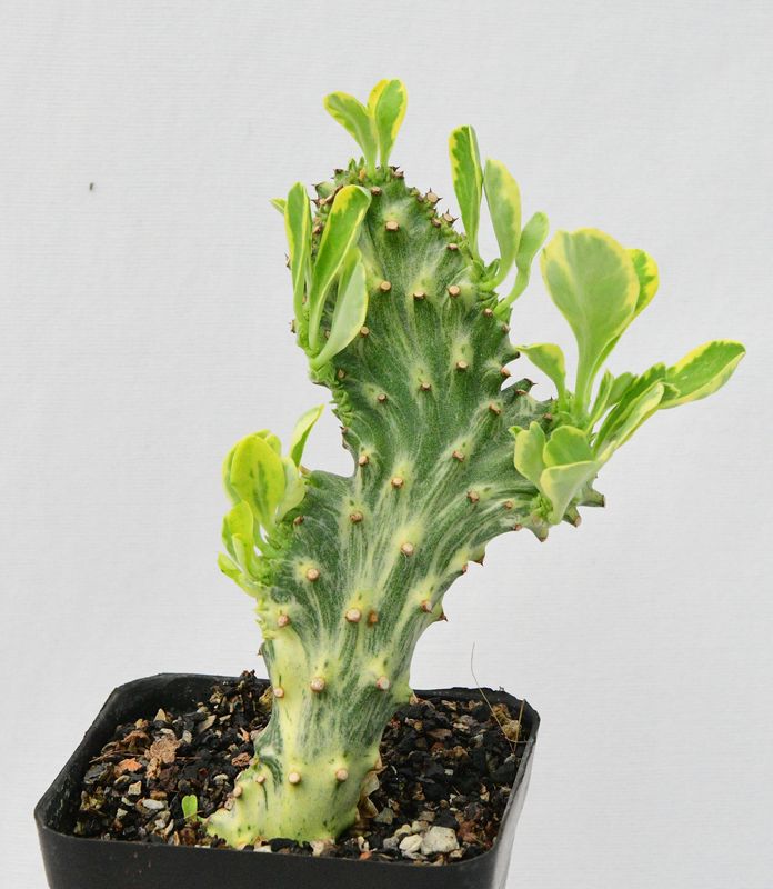 Euphorbia neriifolia f. crest variegata Rooted Euphorbia neriifolia f. crest variegata Rooted