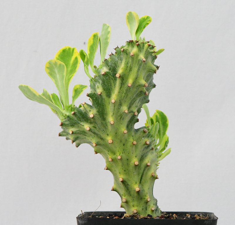 Euphorbia neriifolia f. crest variegata Rooted