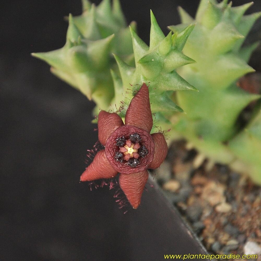 Orbea semota subsp. orientalis in bloom with dark red flowers