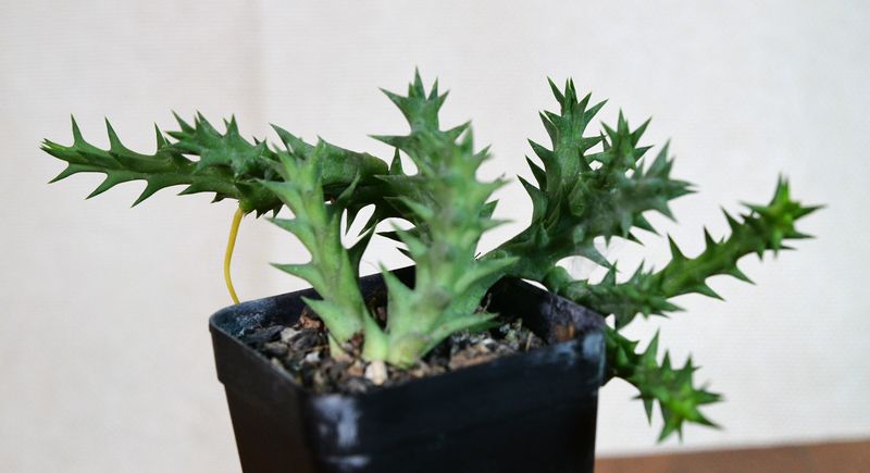 Orbea semota subsp. orientalis