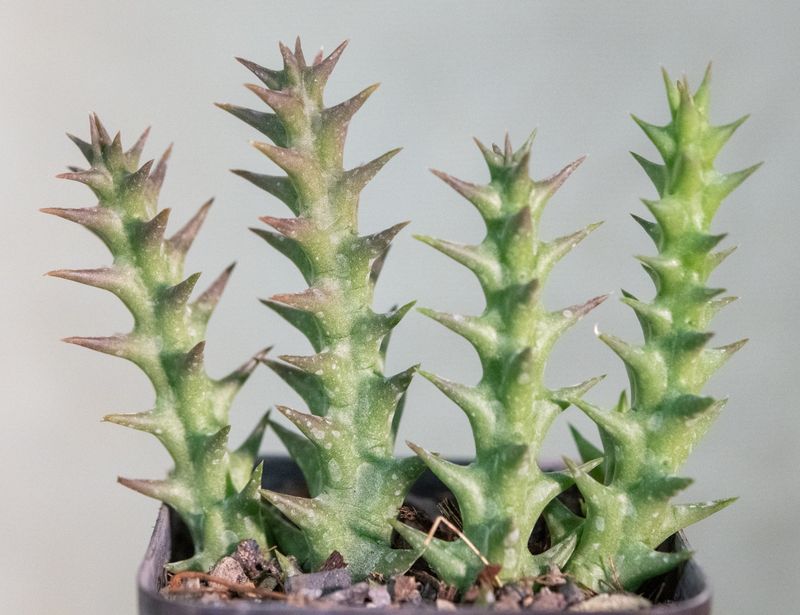 Orbea semota subsp. orientalis four-stem cluster showing spiny growth pattern