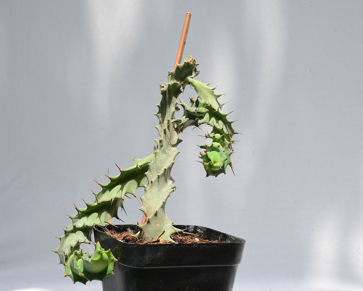 Euphorbia tortirama Euphorbia tortirama