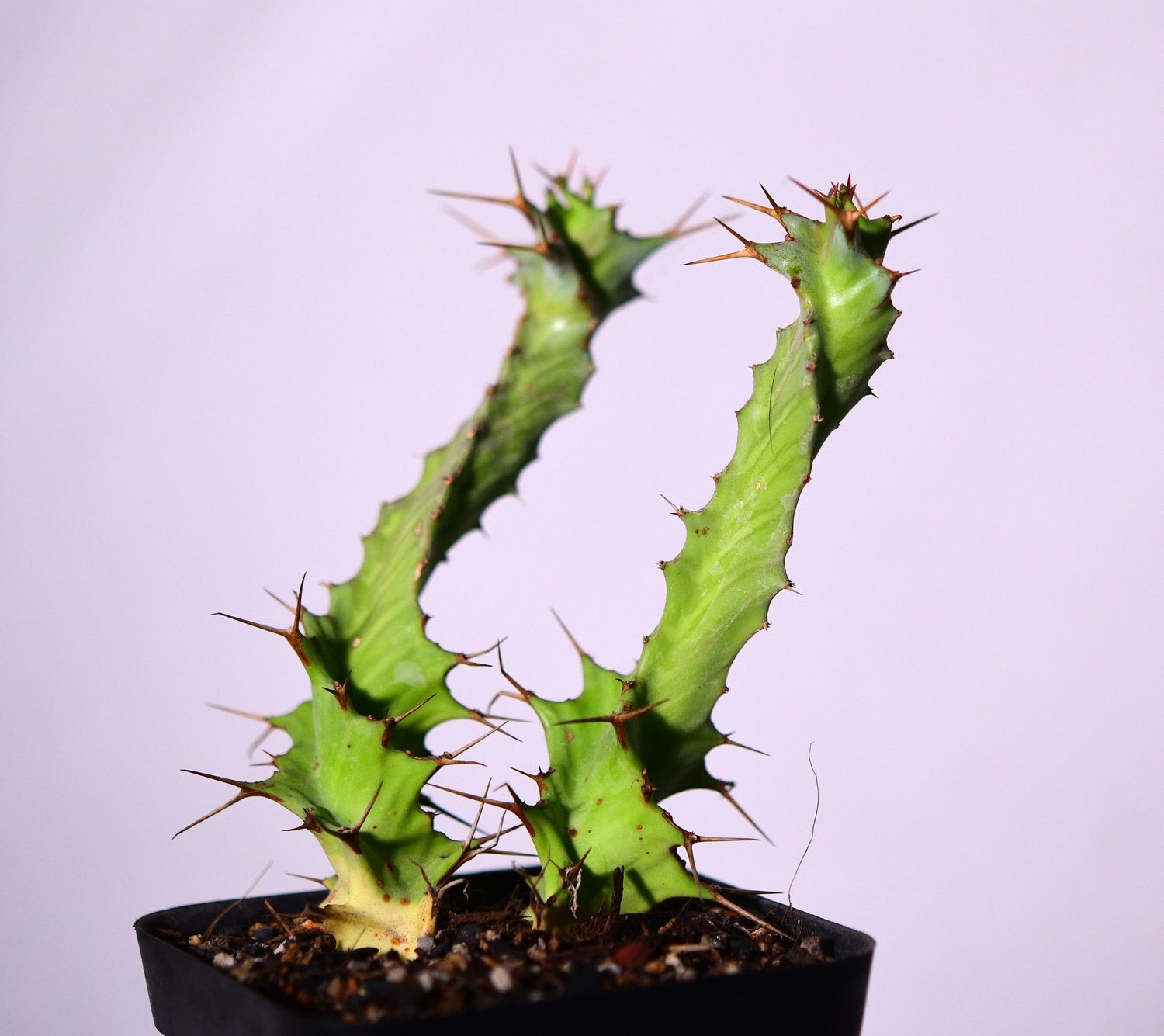 Euphorbia tortirama front view