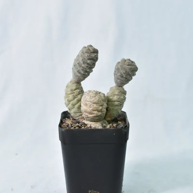 Tephrocactus Articulatus var. Diadematus forma Inermis