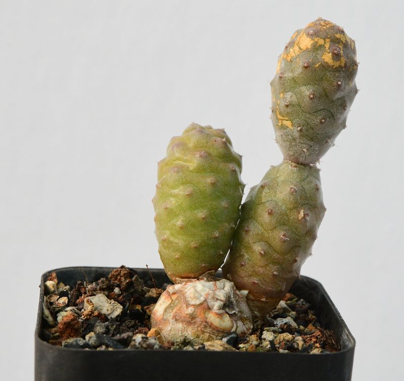Tephrocactus articulatus var. diadematus forma Inermis