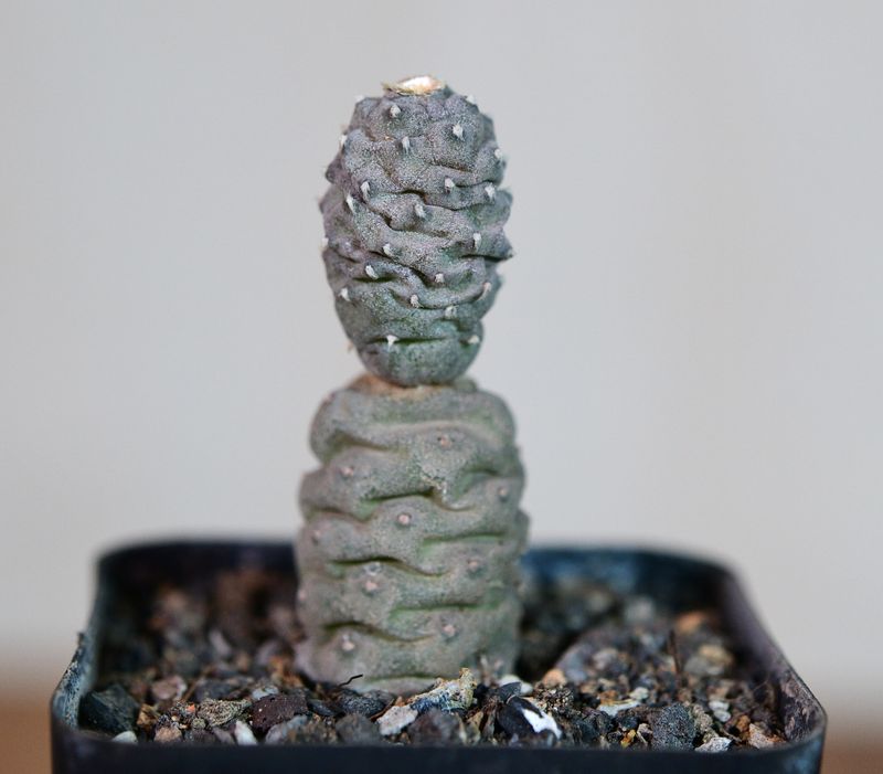 Tephrocactus articulatus var. diadematus forma Inermis front view