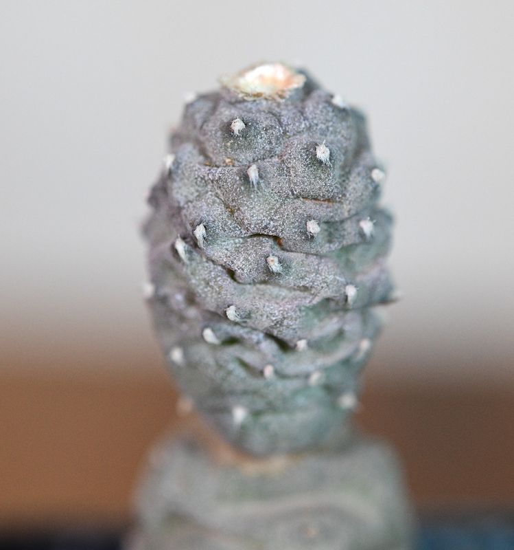 Tephrocactus articulatus var. diadematus forma Inermis front view, different angle