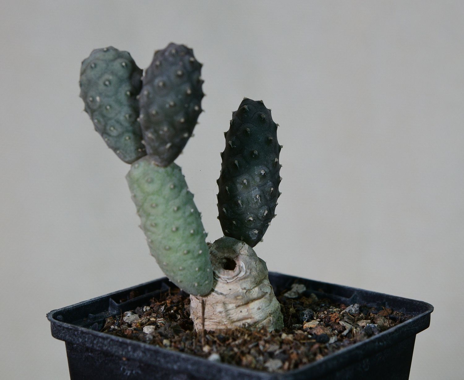 Tephrocactus articulatus var. diadematus forma Inermis