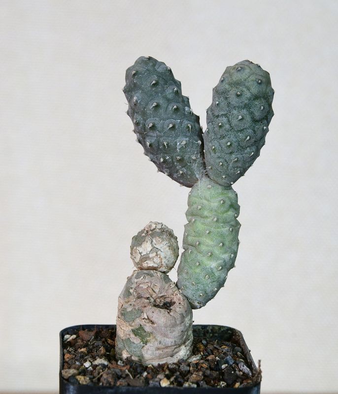 Tephrocactus articulatus var. diadematus forma Inermis Tephrocactus articulatus var. diadematus forma Inermis in nursery pot