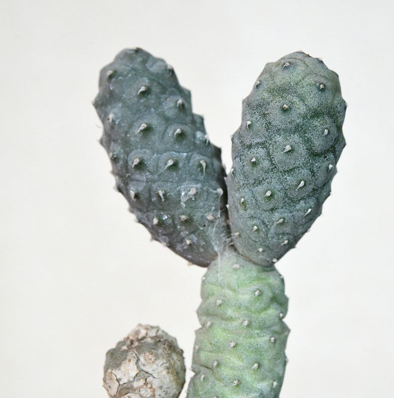 Tephrocactus articulatus var. diadematus forma Inermis close-up detail view