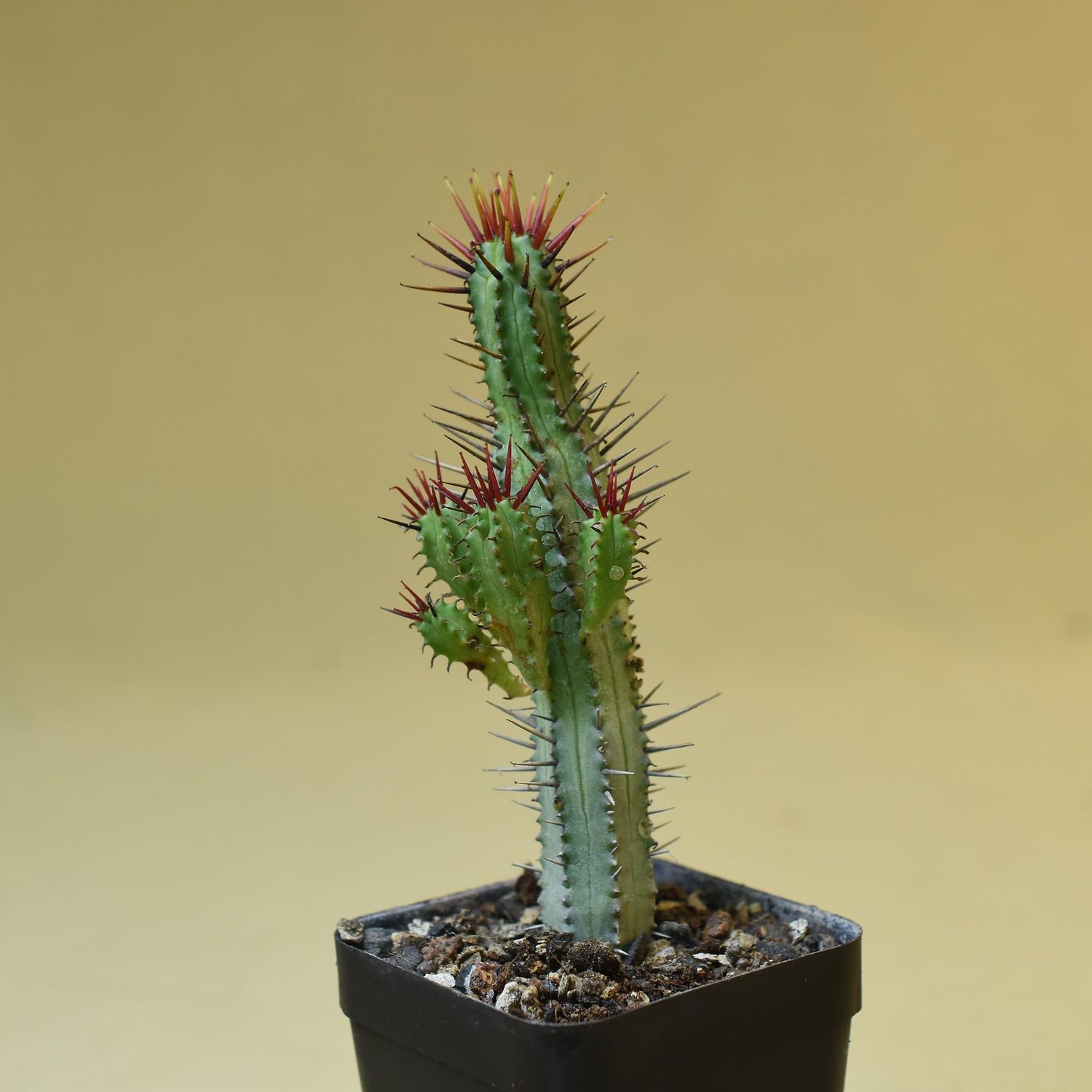 Euphorbia enopla (Short Red Spines)