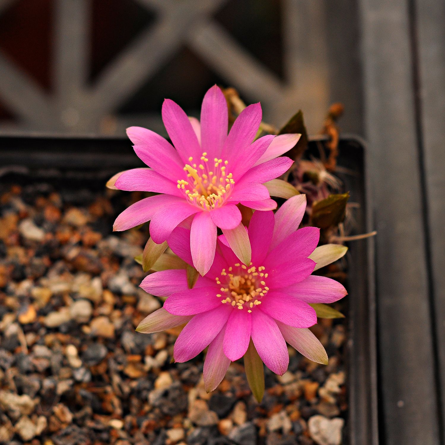 Lobivia acchaensis Lobivia acchaensis