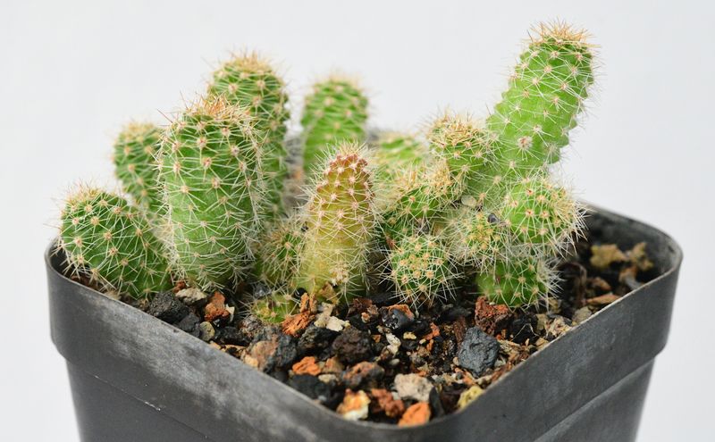 Chaemolobivia hybrid Orange with Yellow Radials (Peanut Cactus)
