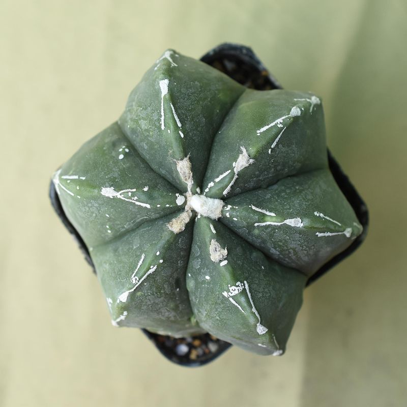 Astrophytum myriostigma cv NUDUM PIPES