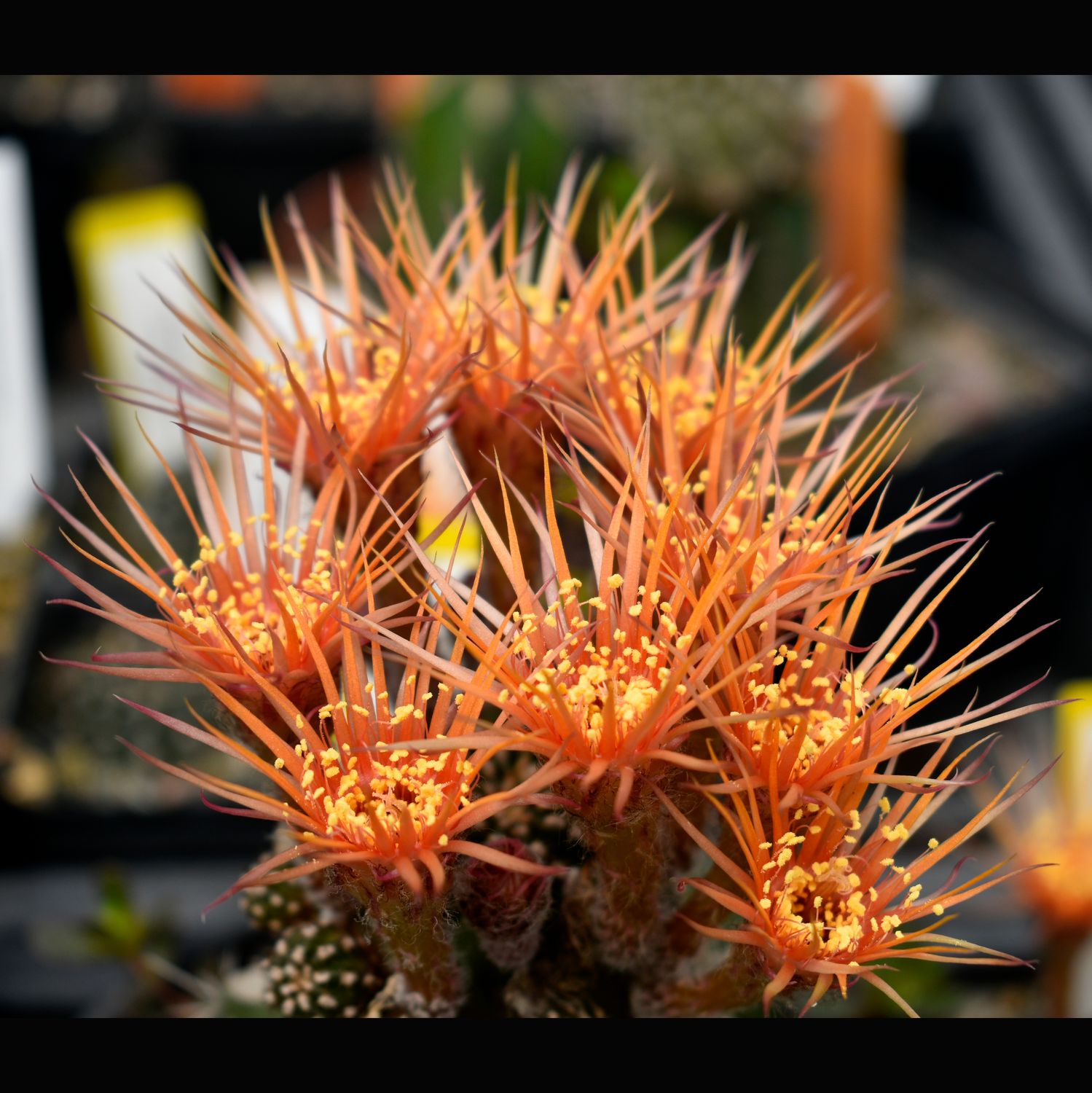 Lobivia hybrid Fire cracker  (Shinshowa) Orange