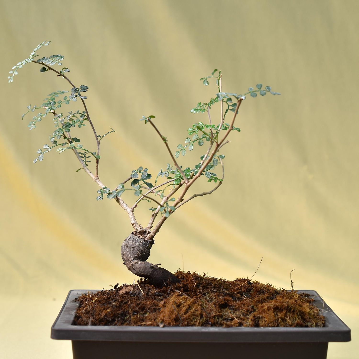 Operculicarya decaryi potted with tray pot