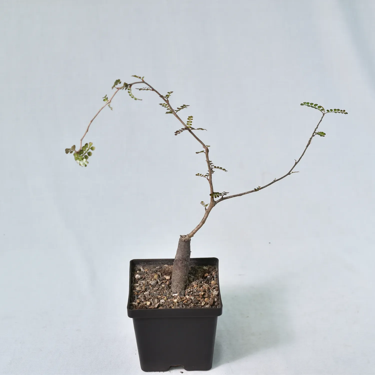 Operculicarya decaryi