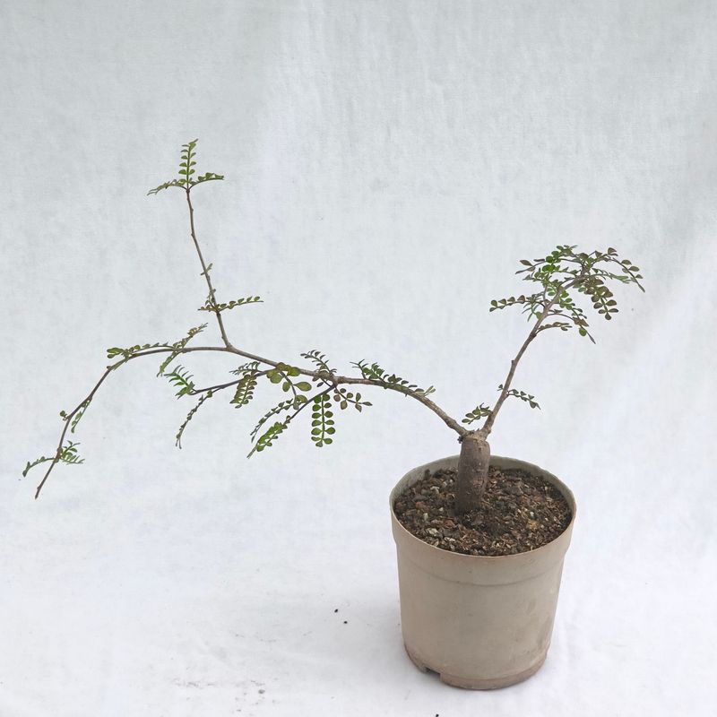 Operculicarya decaryi