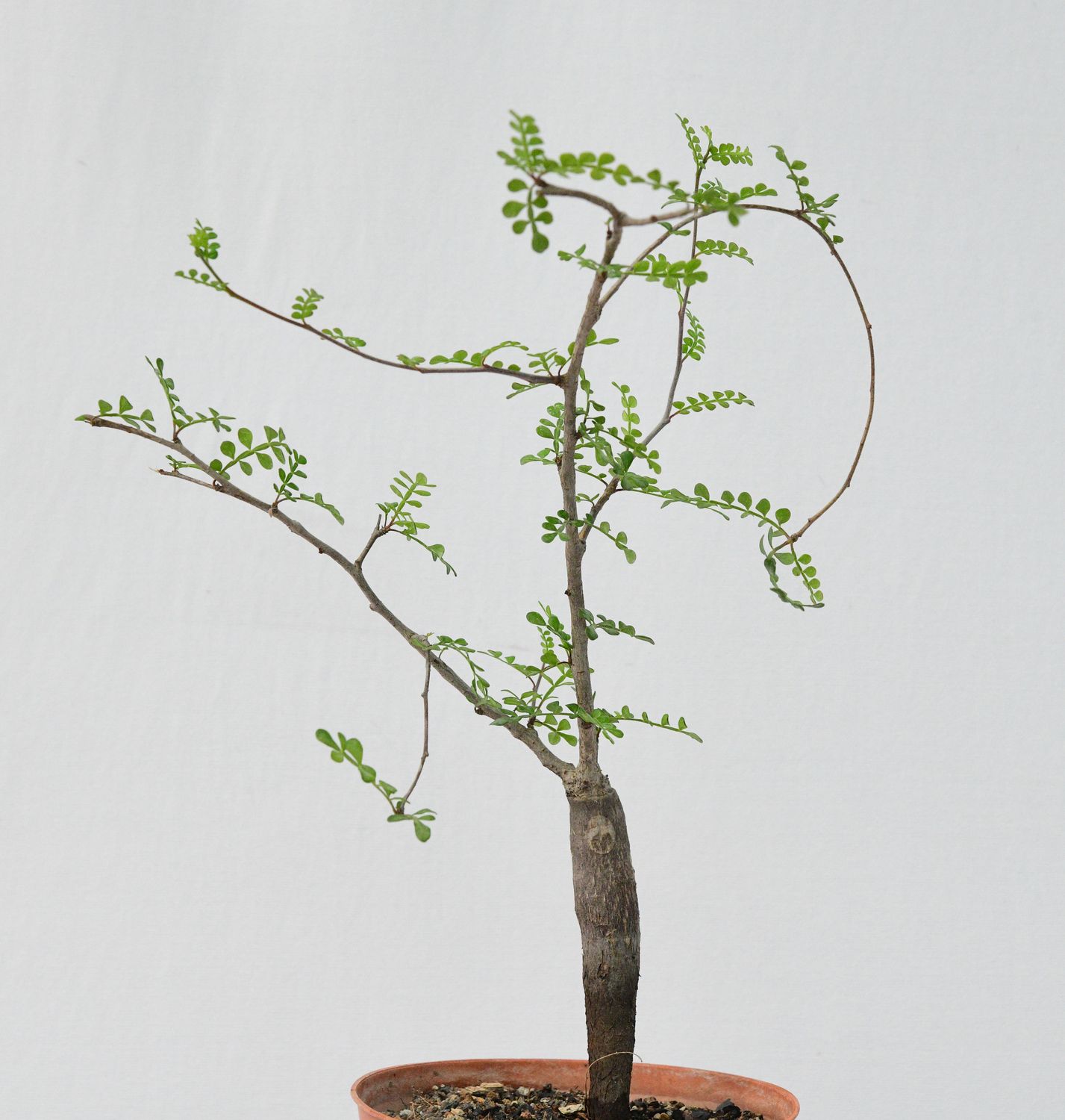 Operculicarya decaryi