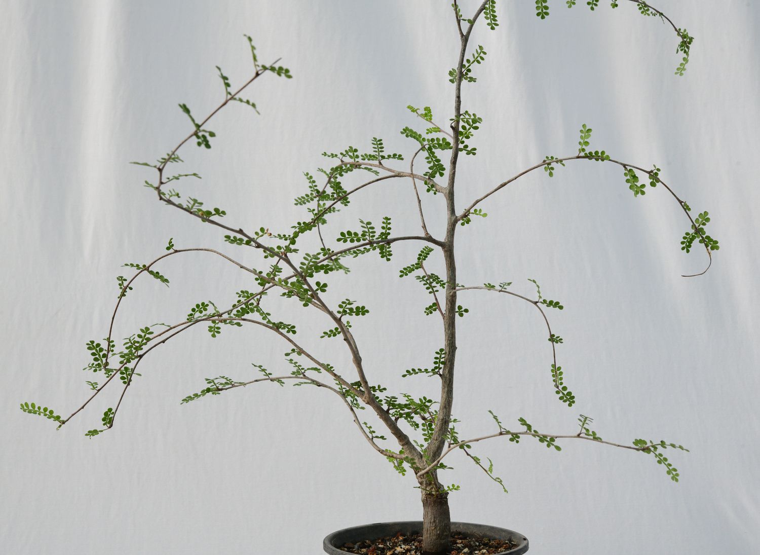 Operculicarya decaryi