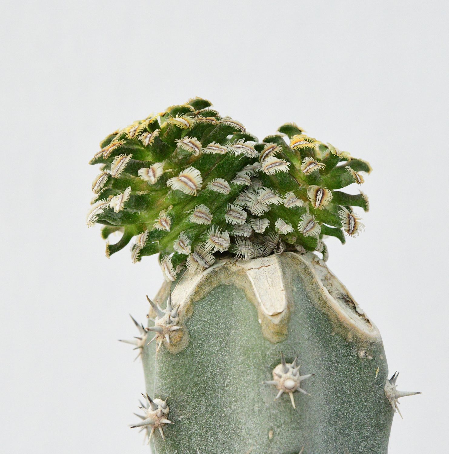 Buy Mammillaria bertholdii 'Lizen' | Ultra Rare Cactus