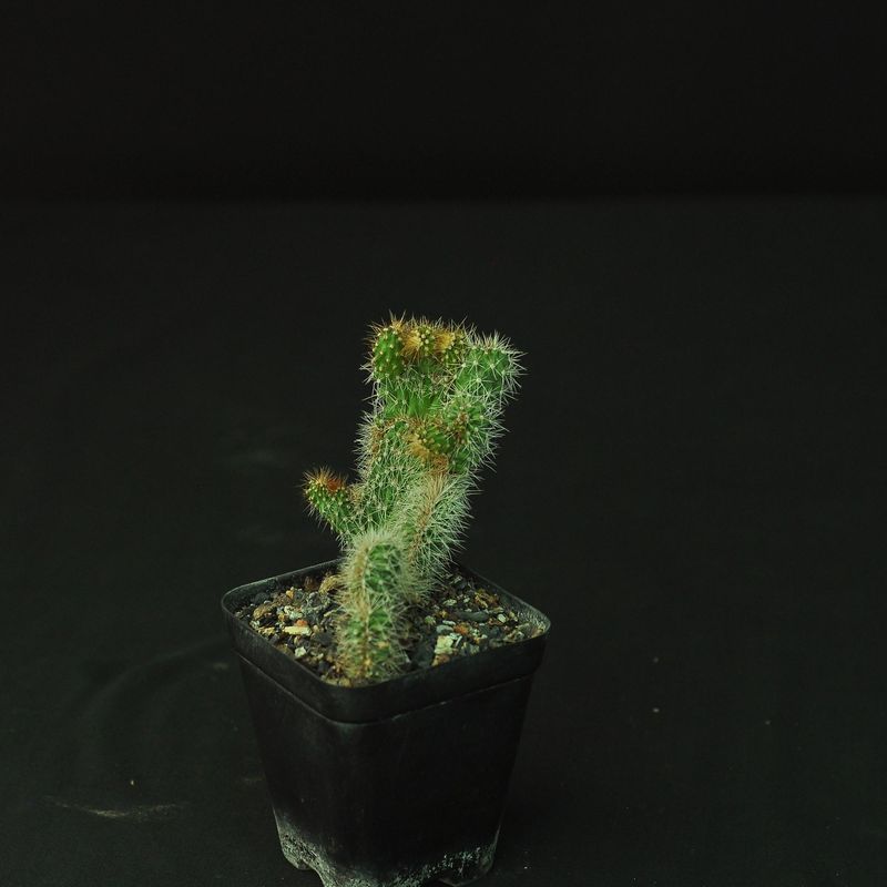 Cereus repandus f. monstruosus ‘Rojo’ Crest - Side View