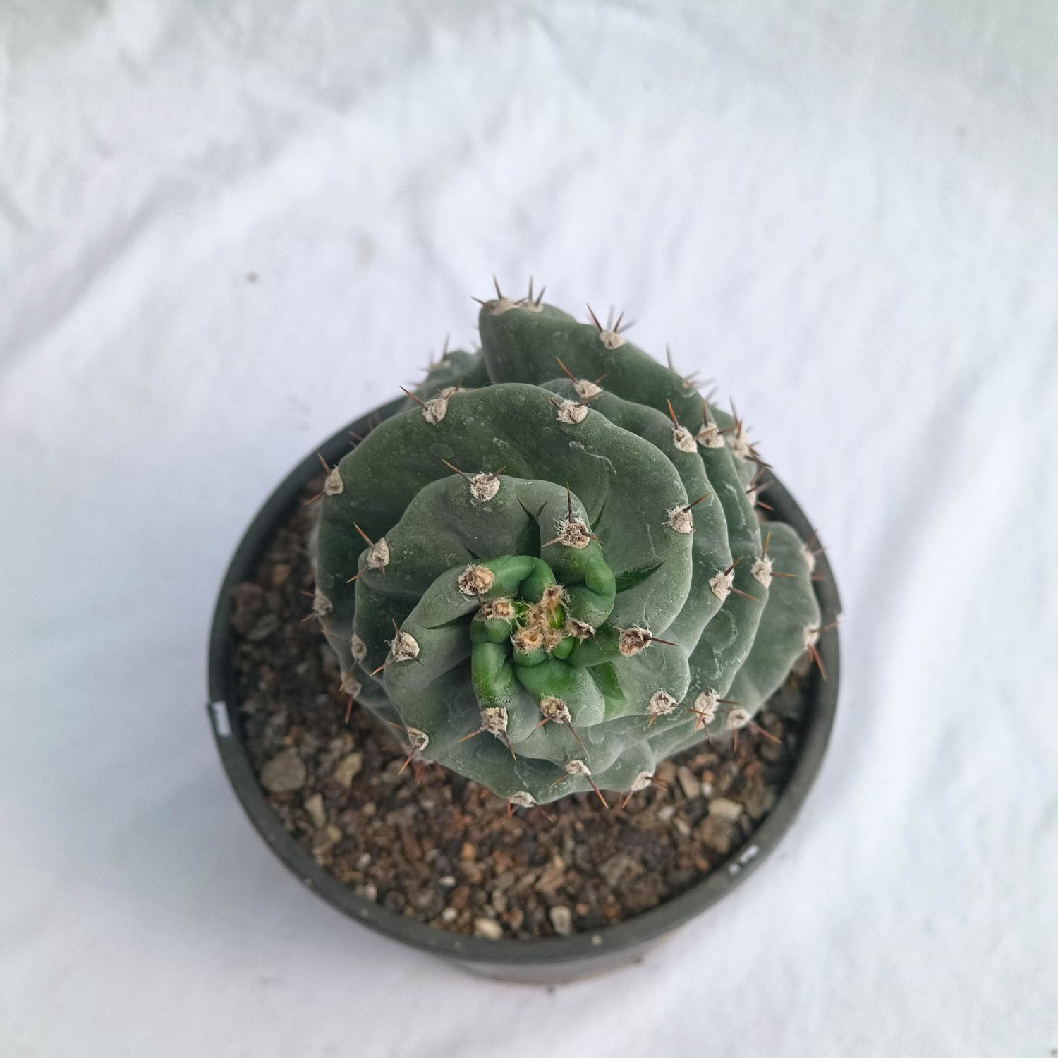 Cereus Peruvianus f. Tortulosus (Cereus forbesii cv. Spiralis) Cereus Peruvianus f. Tortulosus (Cereus forbesii cv. Spiralis)