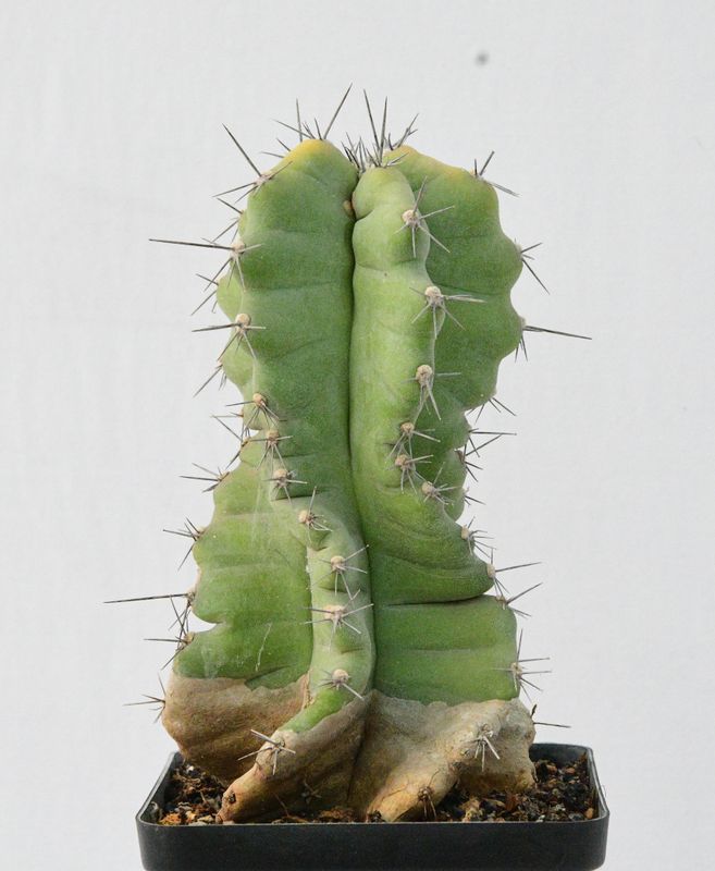 Cereus Peruvianus f. Tortulosus (Cereus forbesii cv. Spiralis)