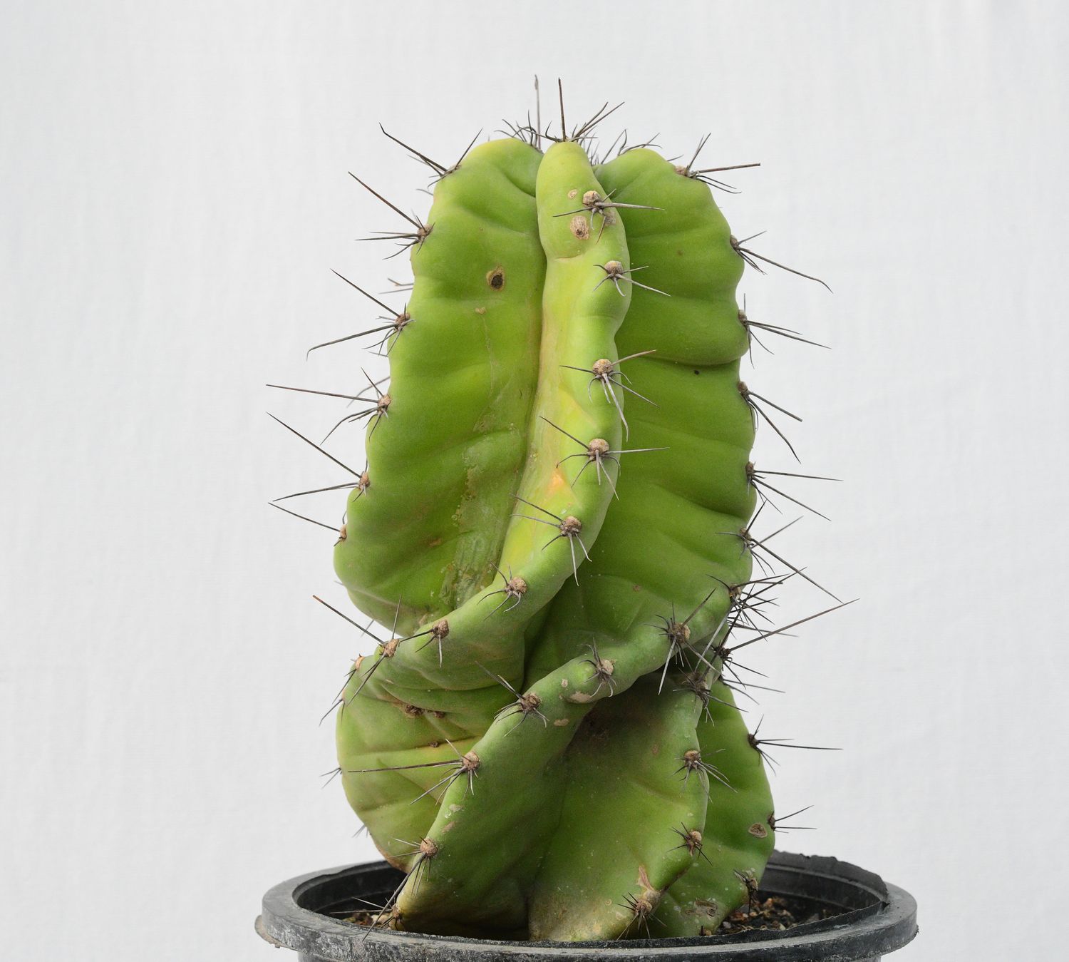Cereus Peruvianus f. Tortulosus (Cereus forbesii cv. Spiralis)