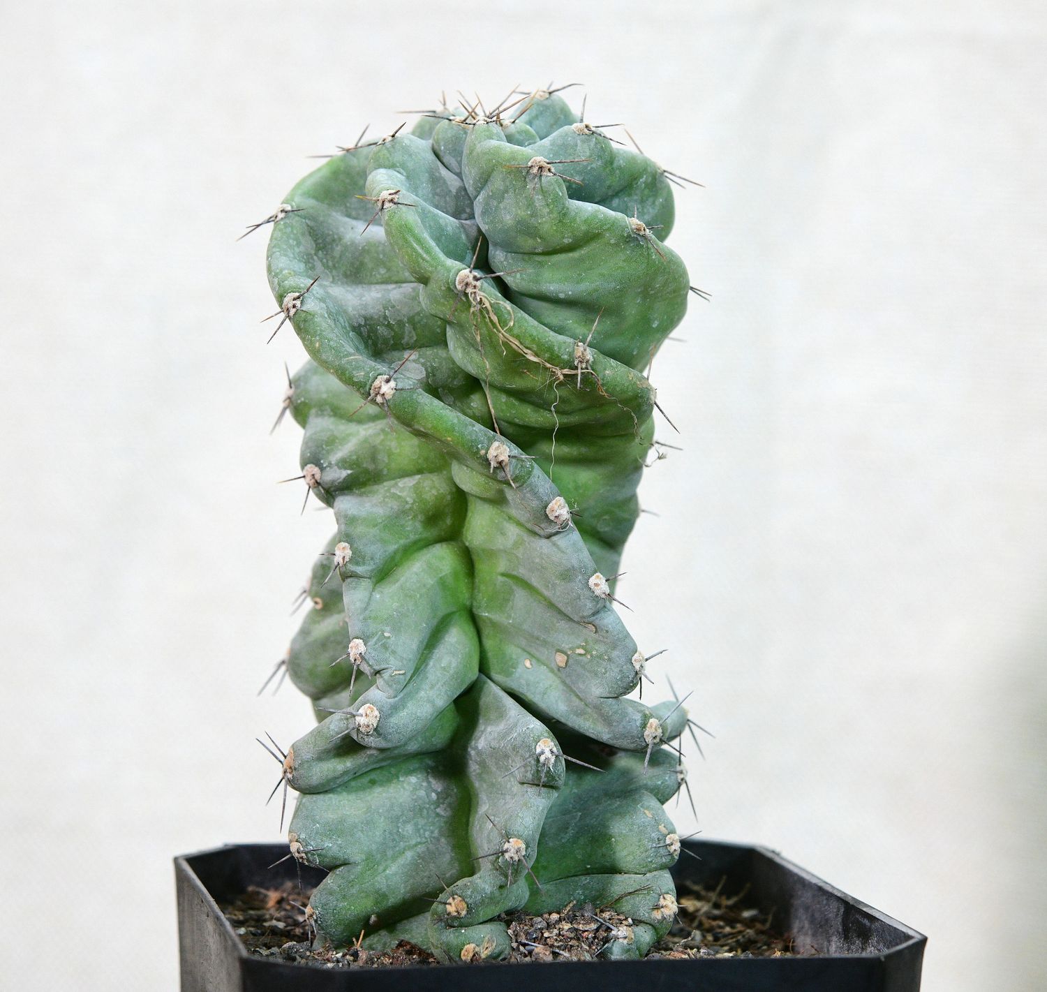 Cereus peruvianus f. Tortulosus (Cereus forbesii cv. Spiralis) Cereus peruvianus f. Tortulosus (Cereus forbesii cv. Spiralis)
