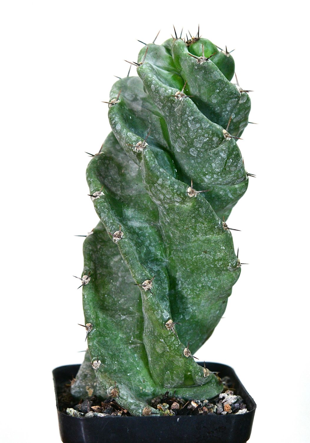 Cereus peruvianus f. Tortulosus (Cereus forbesii cv. Spiralis)