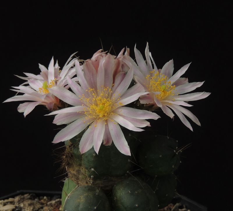 Echinocereus knippelianus